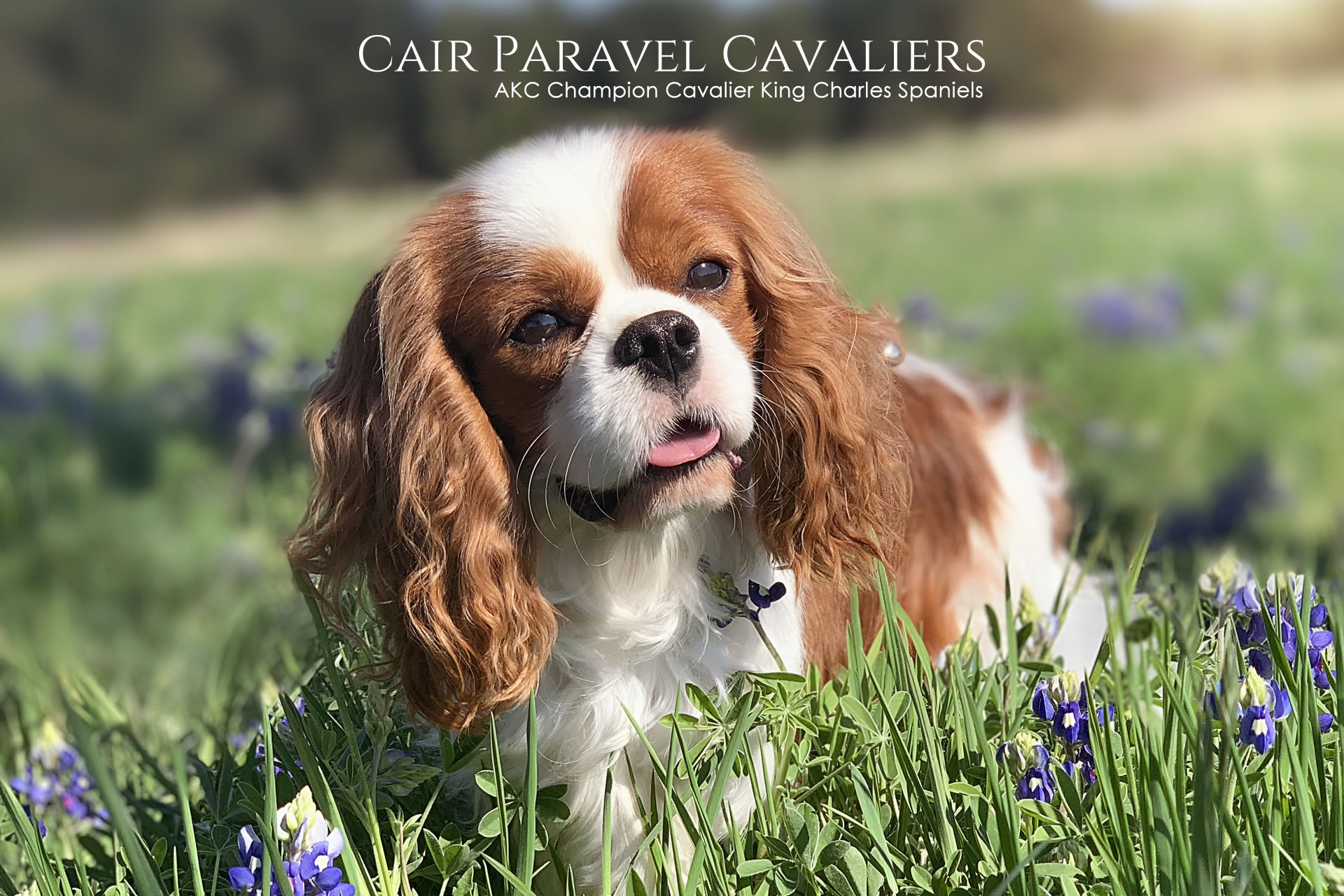 AKC Cavalier King Charles Spaniel Club Serving the Dallas and Fort Worth  Texas Aresa